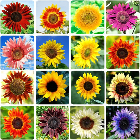 1000+ Sunflower-Heirloom Non-Gmo, 15 Varieties Mix Seeds,(Helianthus Annuus)