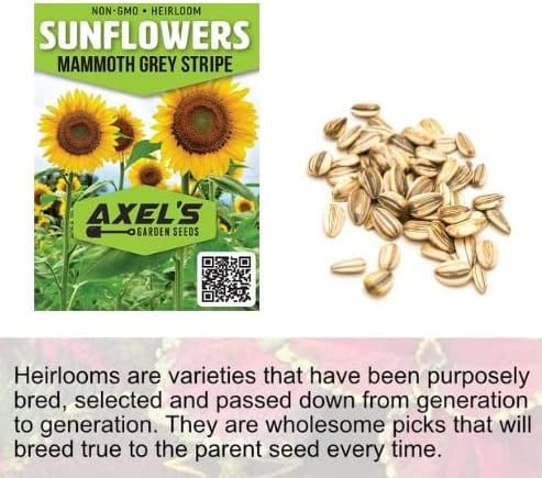 Mammoth Sunflower Seeds for Planting - Grow Giant Sun Flowers in Your Garden - 50 Non GMO Heirloom Seeds - Full Planting Instructions for Easy Grow - Great Gardening Gifts (1 Packet)