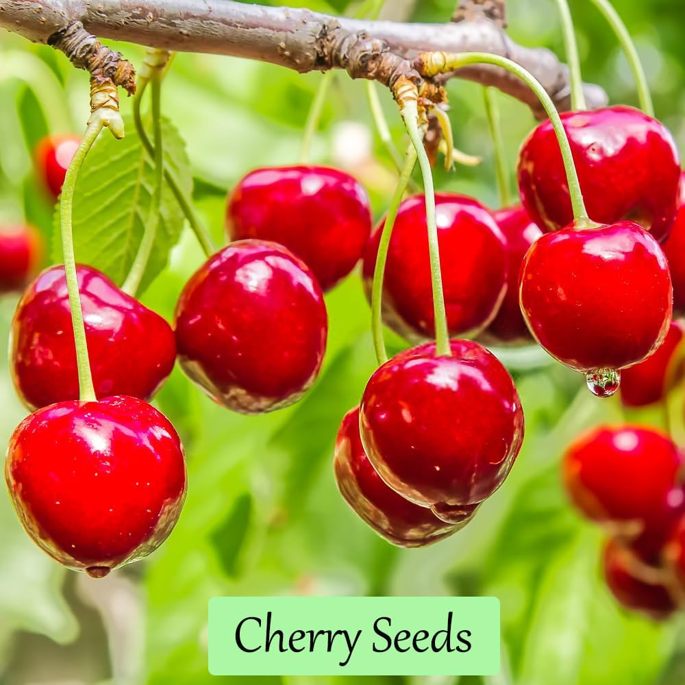 1200+ Mix Fruit Seeds, Berry Seeds - 6 Variety Non-Gmo Heirloom Organic