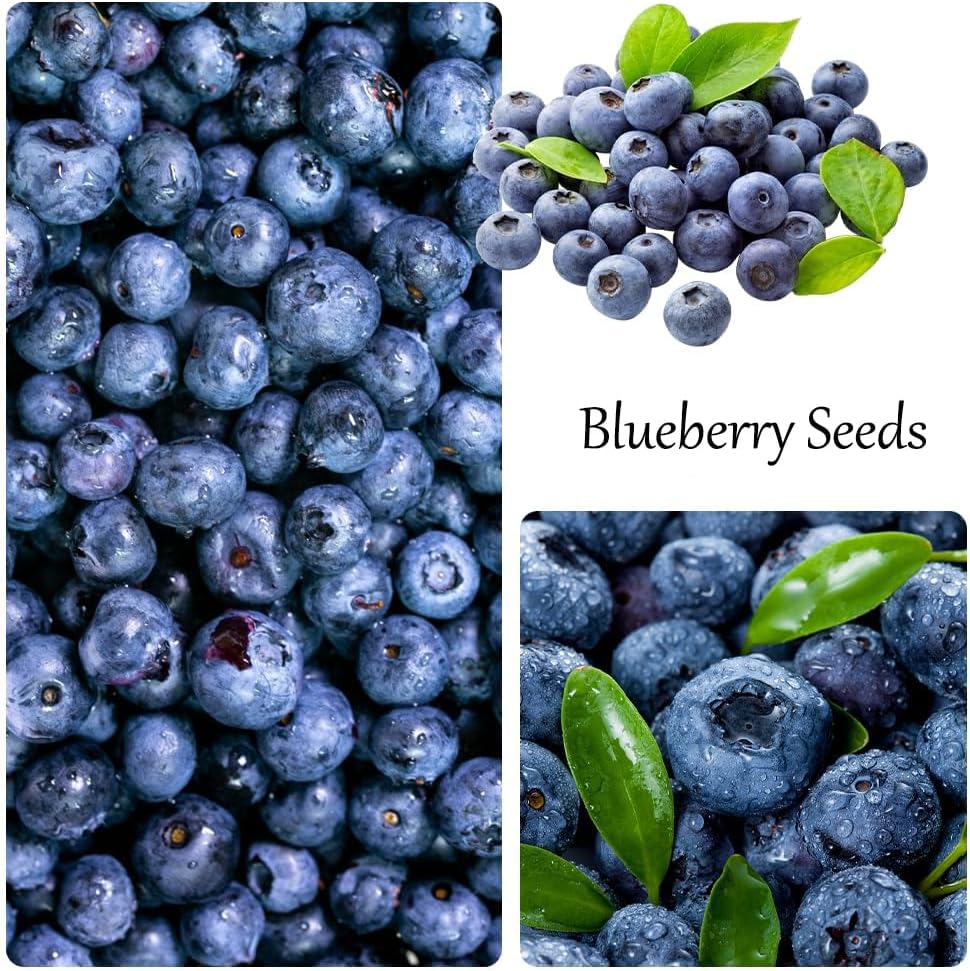 1200+ Mix Fruit Seeds, Berry Seeds - 6 Variety Non-Gmo Heirloom Organic