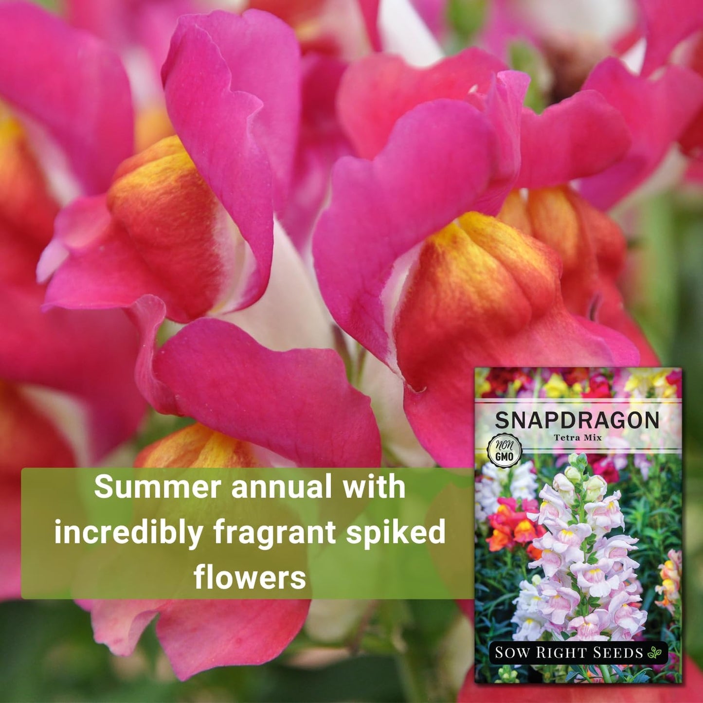 Tetra Mix Snapdragon Flower Seeds- Non-Gmo Heirloom