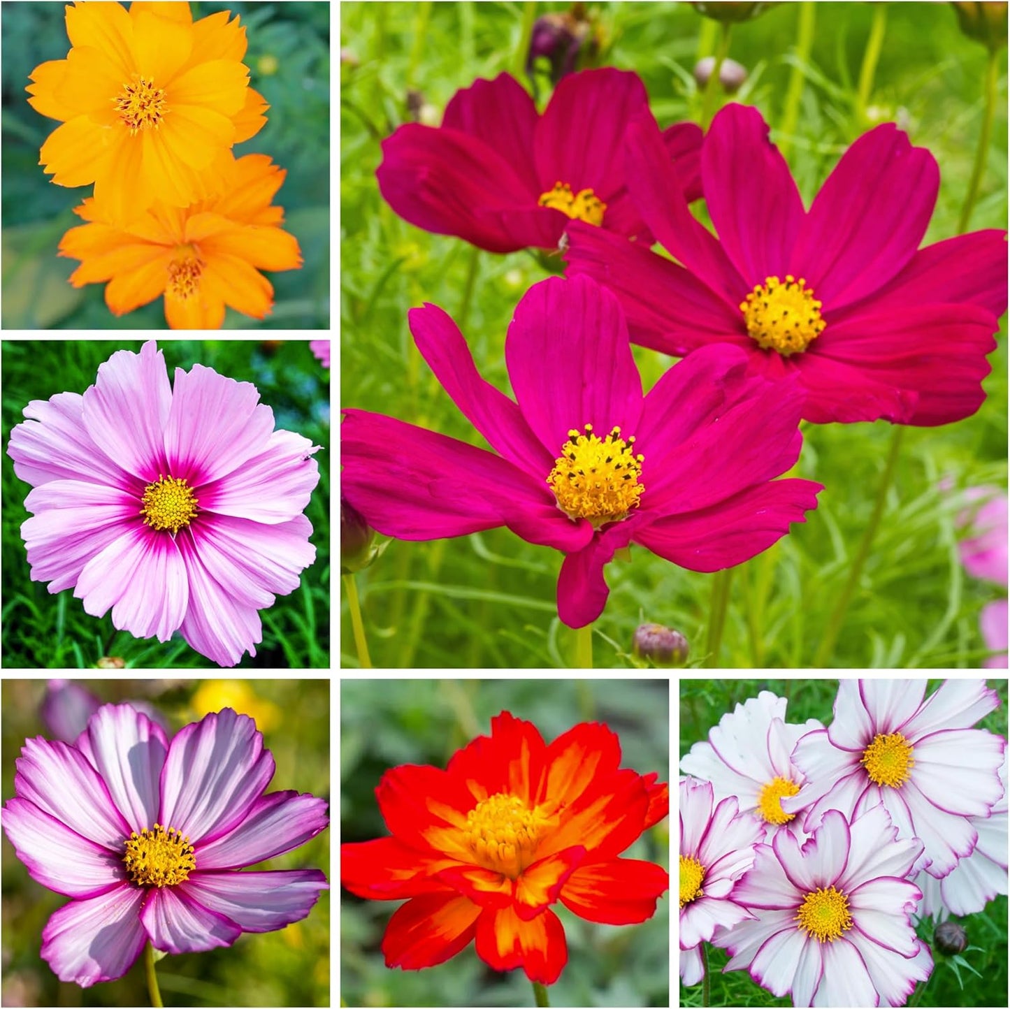 Seeds Needs Cosmos Flower Seeds 10+ Varieties Specialty Blend 