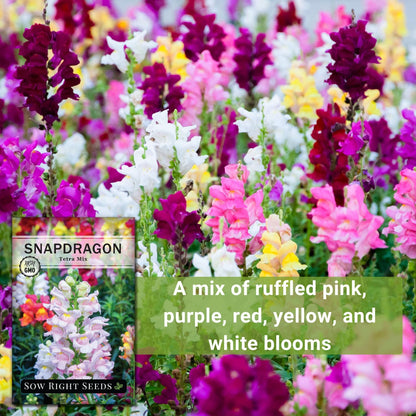 Tetra Mix Snapdragon Flower Seeds- Non-Gmo Heirloom