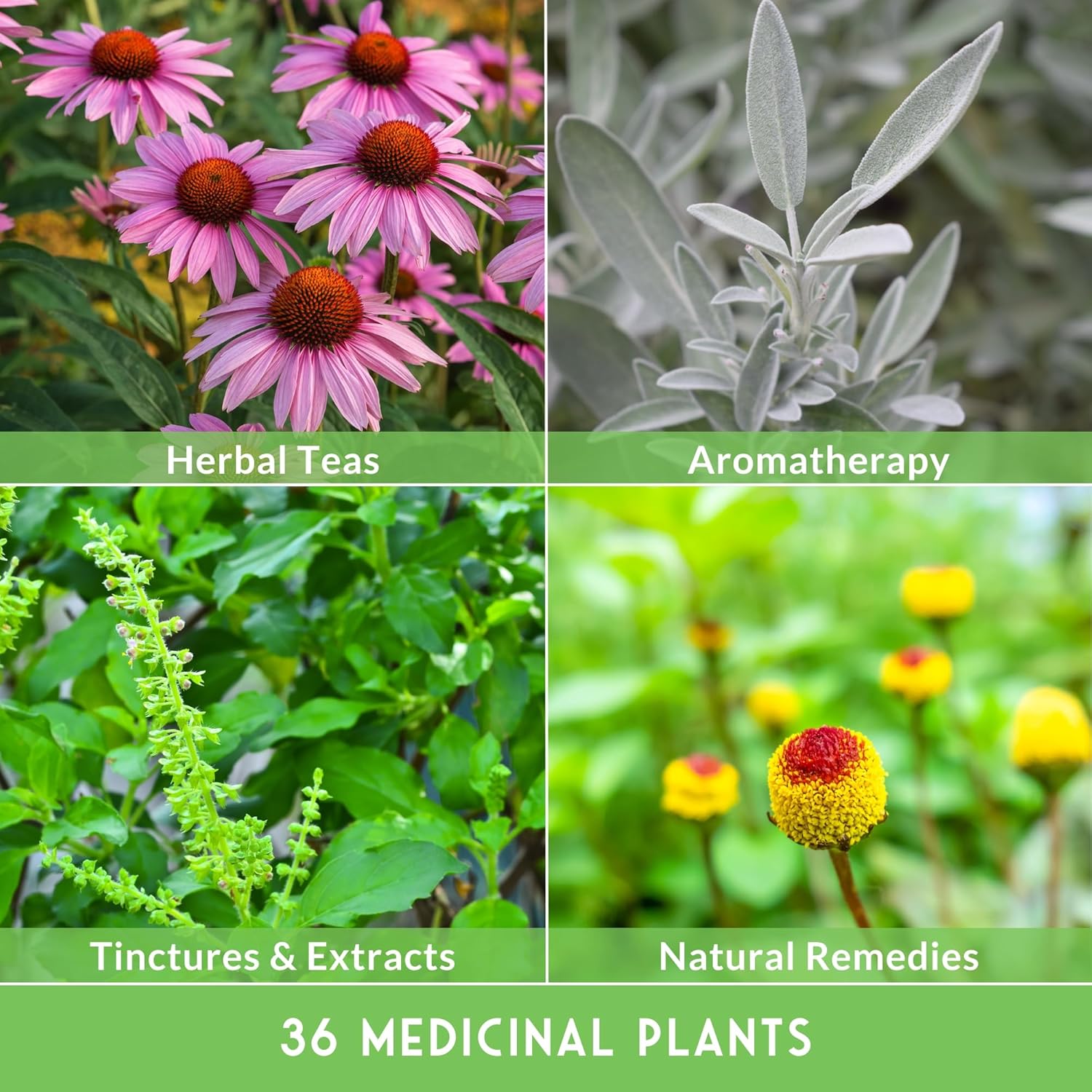 Ultimate Medicinal Herbs Collection - 36 Variety Pack of Herb Seeds- Non-Gmo Heirloom