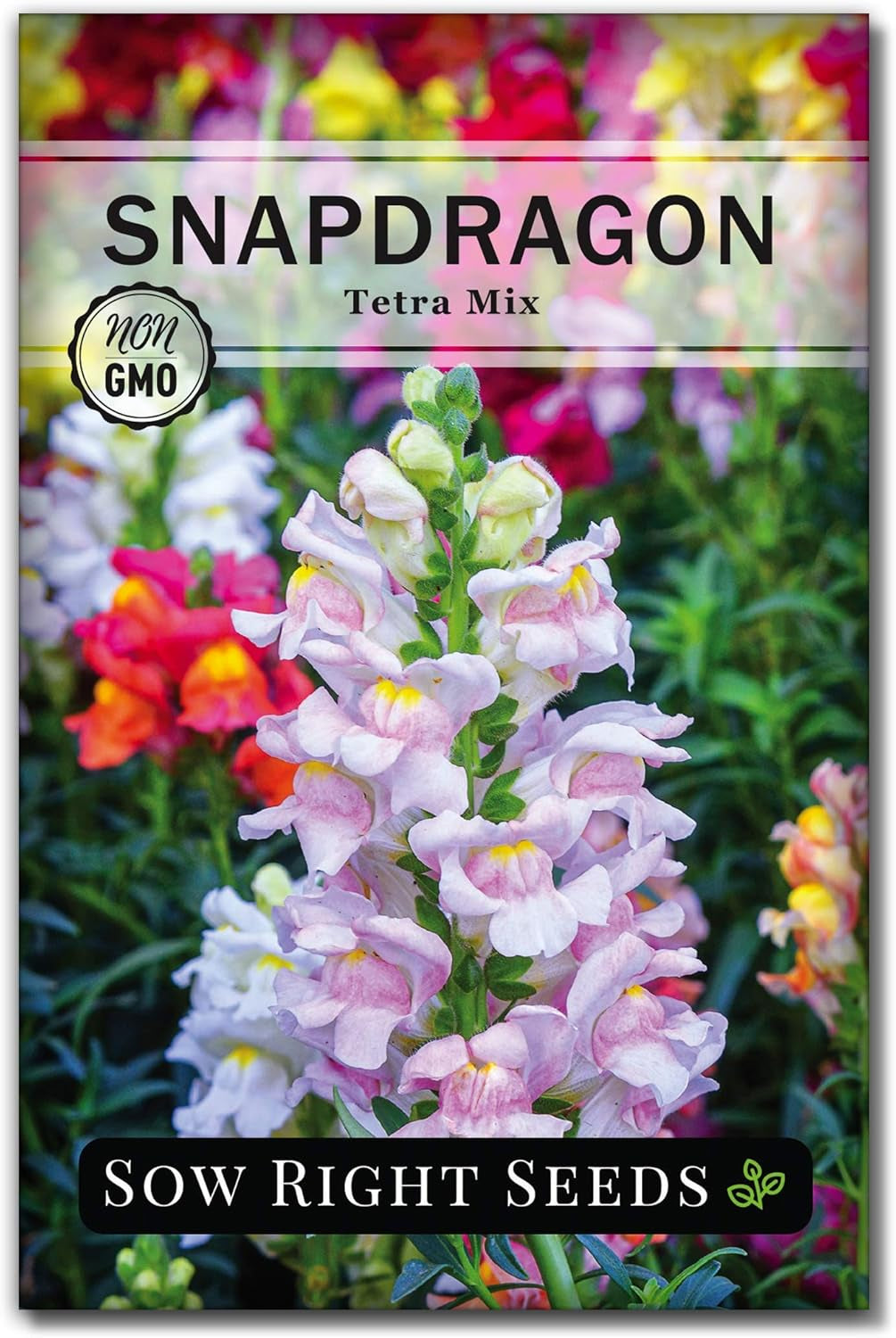 Tetra Mix Snapdragon Flower Seeds- Non-Gmo Heirloom