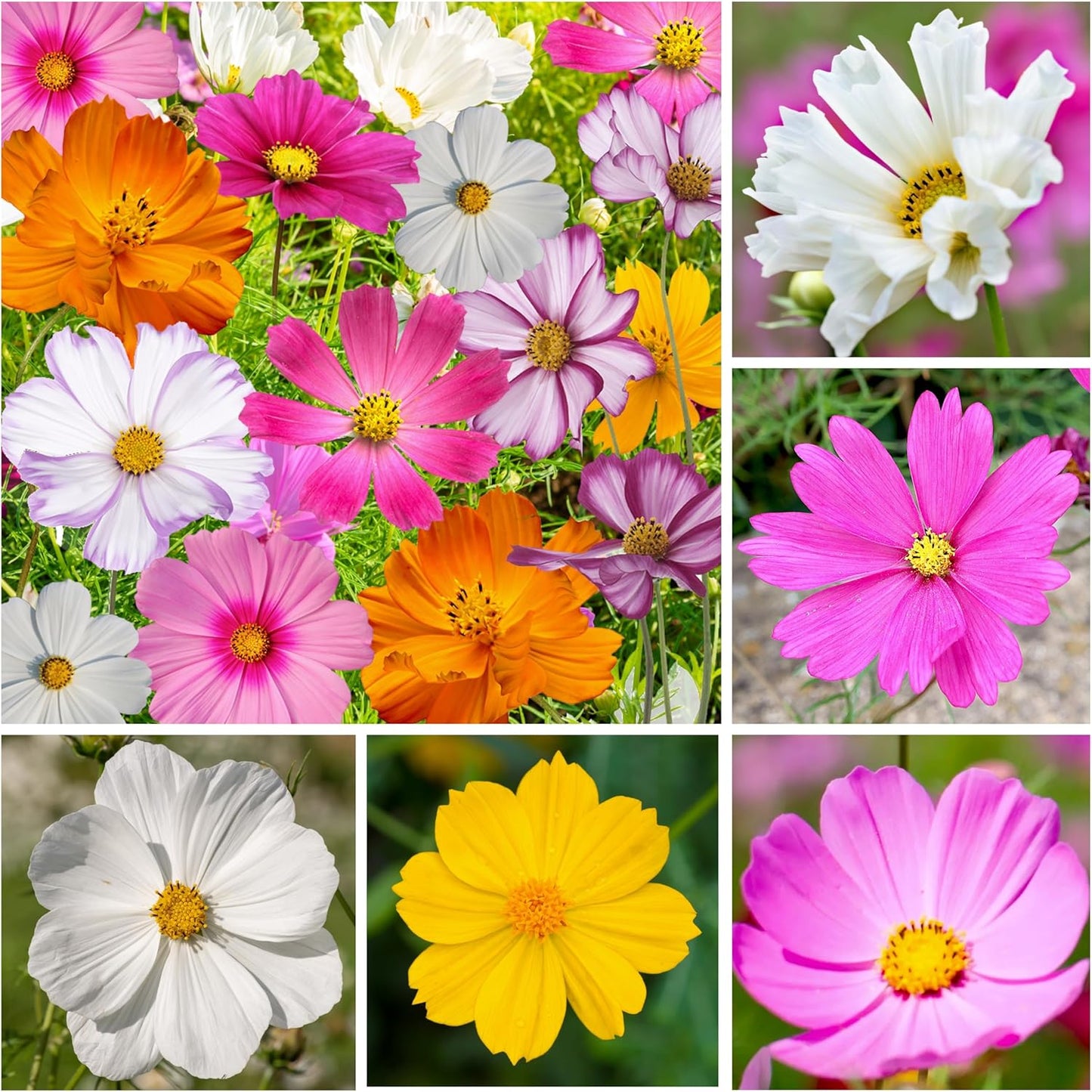 Seeds Needs Cosmos Flower Seeds 10+ Varieties Specialty Blend 